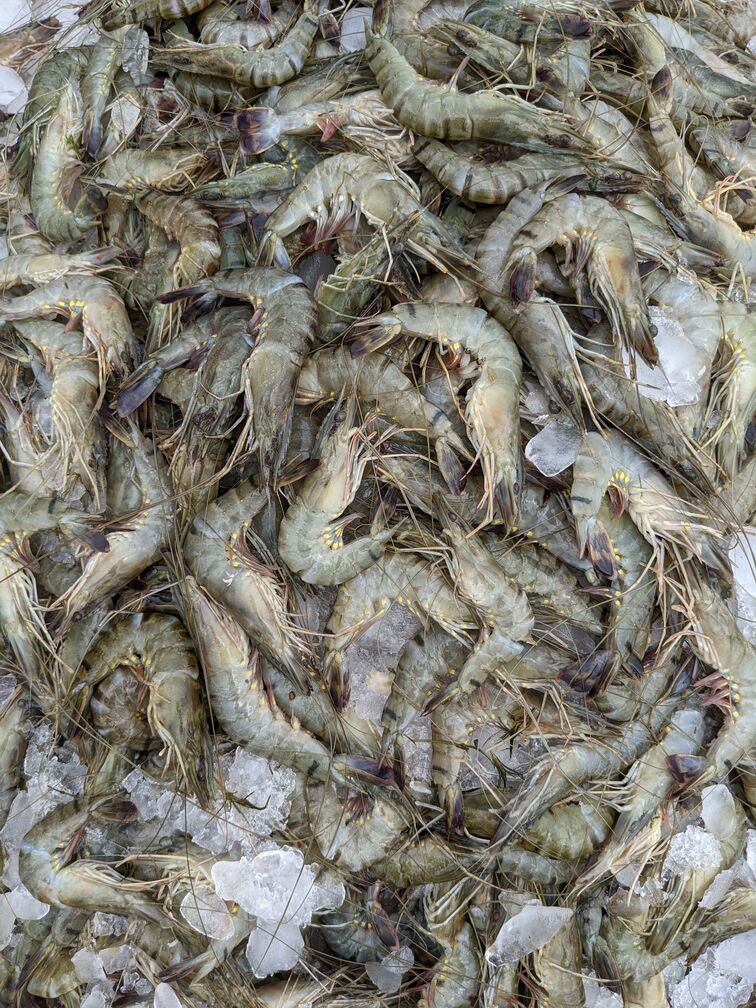Black Tiger shrimp