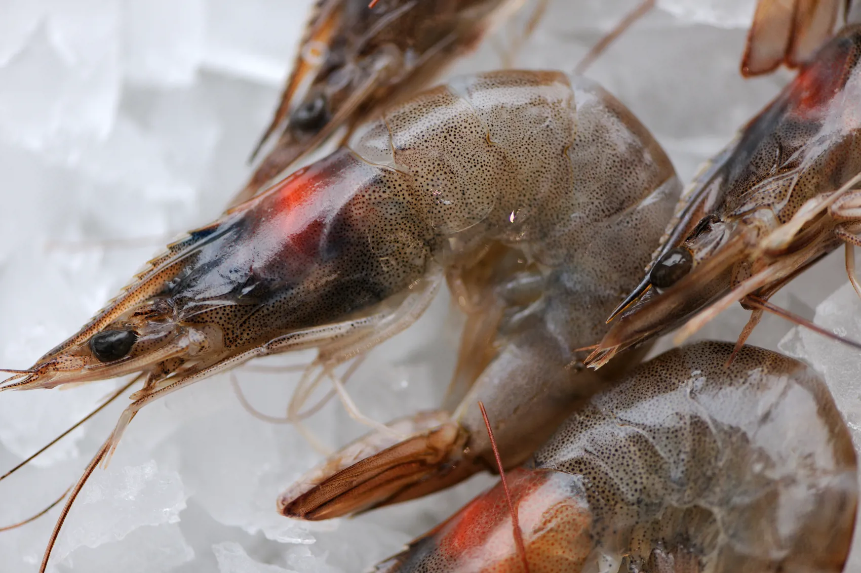 Brown shrimp