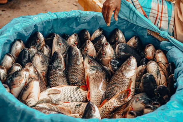 Bangladesh Catla