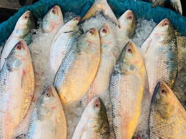 Bangladesh Hilsha/Ilish