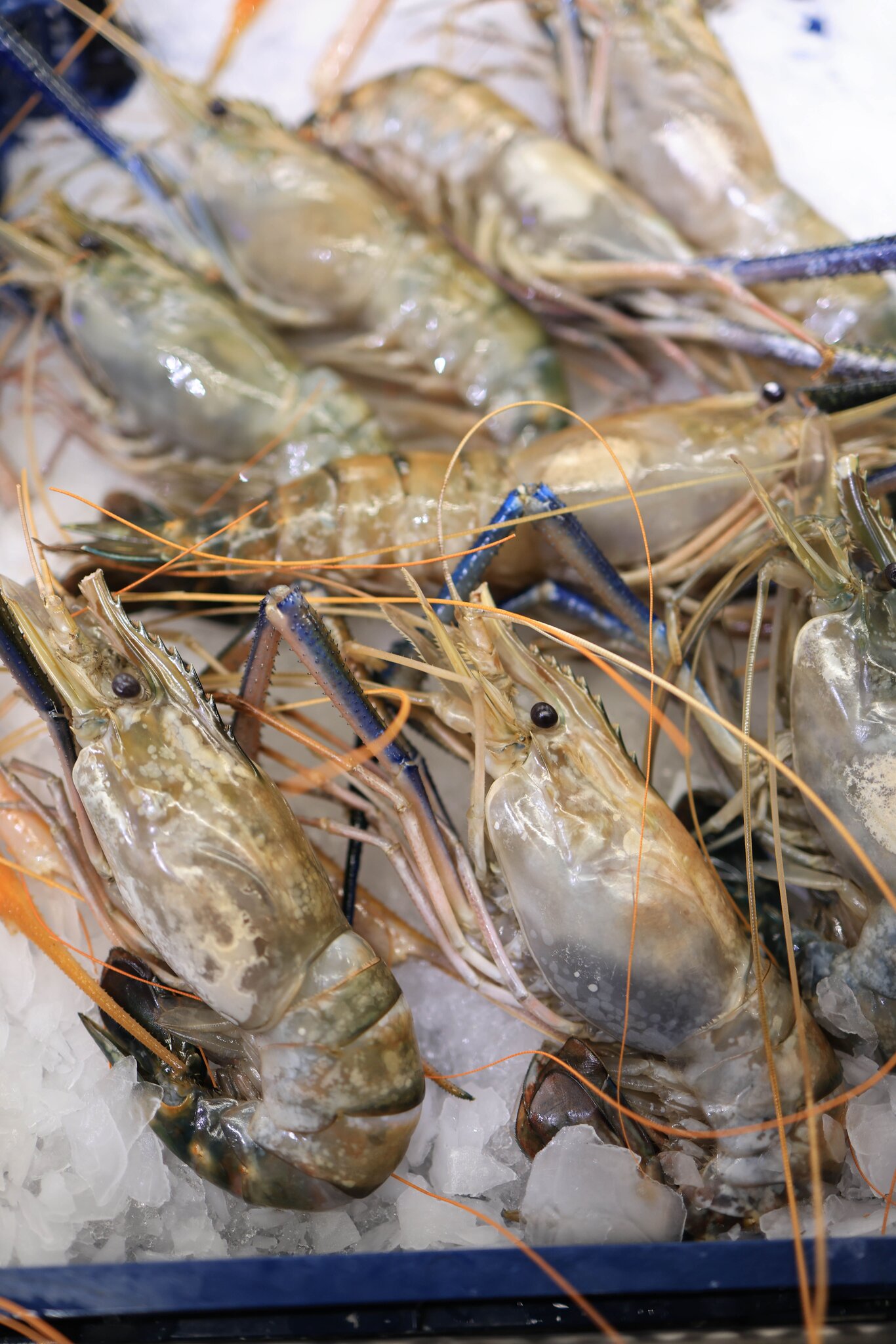 Seafood products